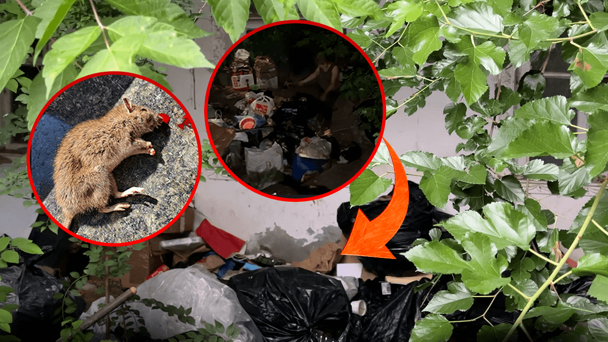Kalamushlar, yoqimsiz hid va yillab davom etayotgan muammo: Mirzo Ulug‘bek tumanidagi mahalla ahli yechim kutayotgan holat