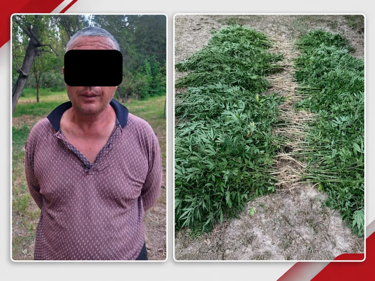 Marixuana, geroin va yuzlab tup kannabis: respublika bo‘ylab reydlar natijasi