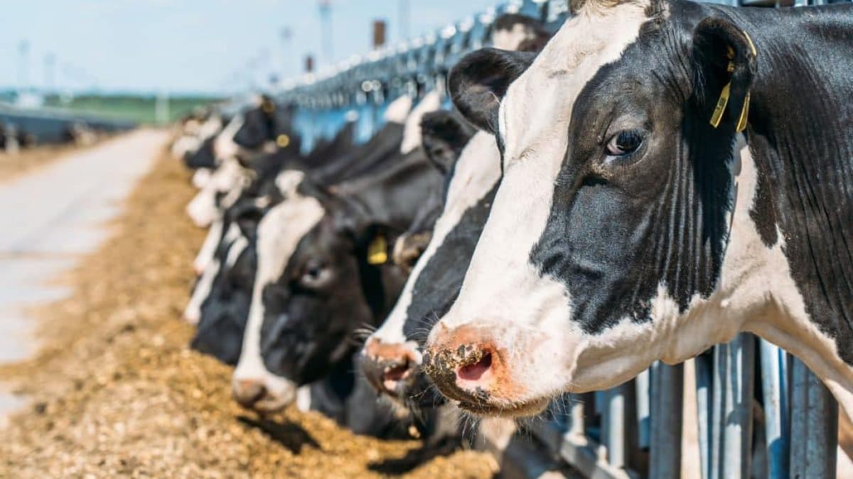 Government to introduce new subsidies and tax exemptions to boost livestock production
