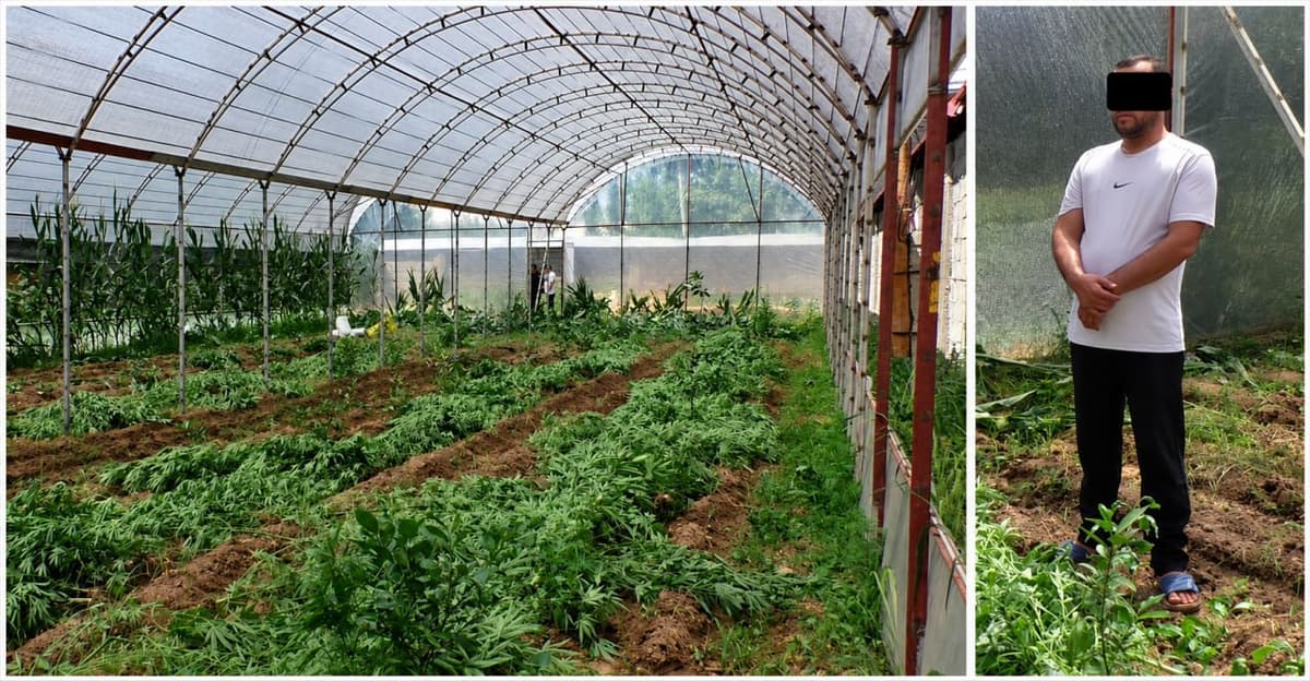 714 tup kannabis yetishtirilgan issiqxona aniqlandi