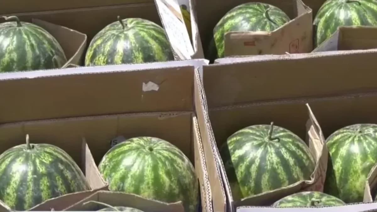 O‘zbekistondan Qirg‘izistonga yuborilgan 21 tonna tarvuzning ortga qaytarilishi sababi ma’lum qilindi
