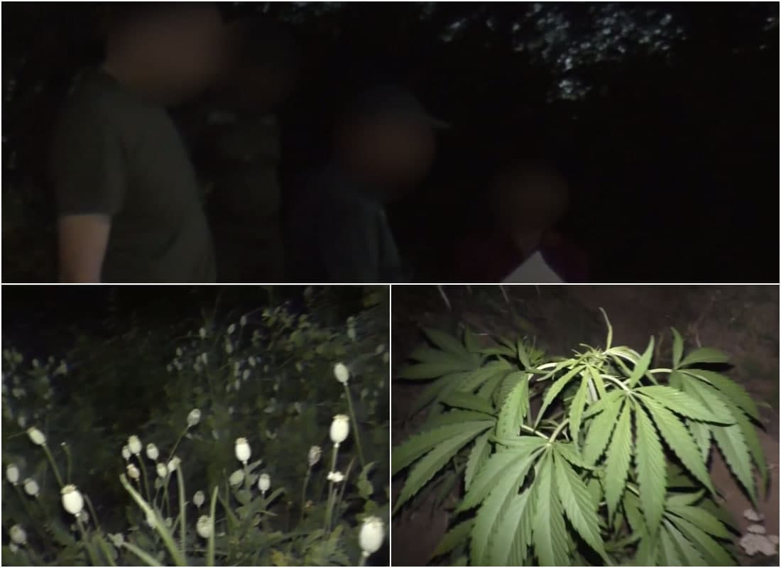 Bo‘stonliqda ko‘knori plantatsiyasi fosh etildi