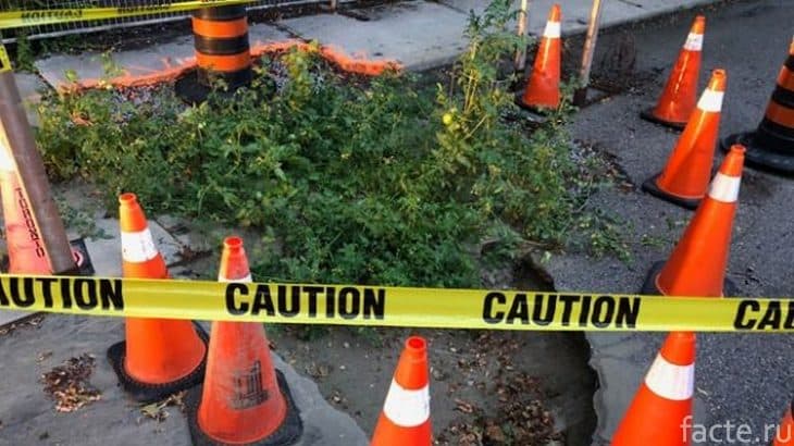 Toronto aholisi avtomobil yo‘liga pomidor ko‘chatini ekib chiqdi