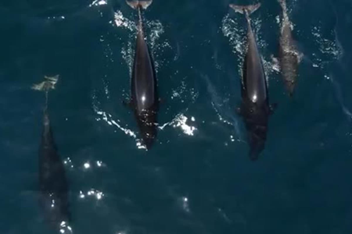 1,5 mingga yaqin delfin bukri kit bilan o‘ynashdi (video)