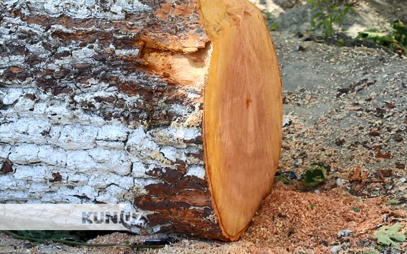 Cutting trees in Uzbekistan to be executed on a payment basis