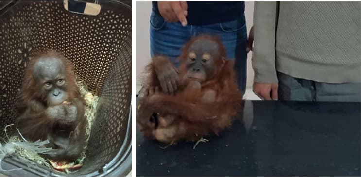 Bojxonachilar O‘zbekistondan maymun bolasini olib chiqishga uringan shaxslarni qo‘lga olishdi
