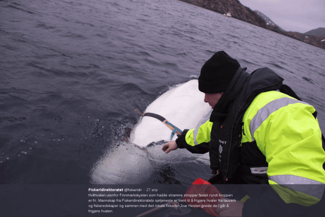 Norvegiyada uchratilgan delfin Rossiya maxsus xizmatlari bilan aloqadorlikda gumon qilindi