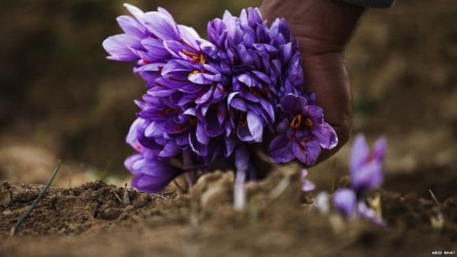 O‘rmon fondi yerlarida za'faron plantatsiyalari tashkil etiladi