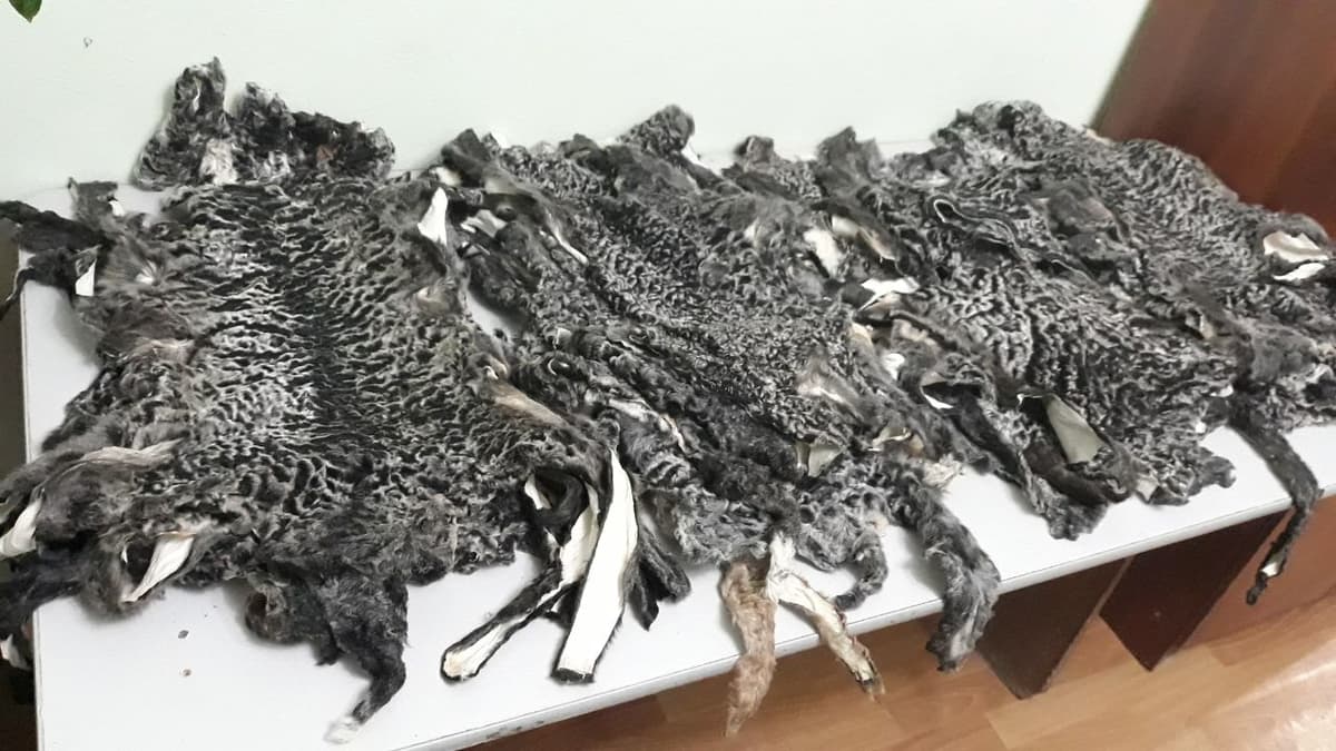 Qorako‘l terilarini yashirincha olib chiqish rejasi chippakka chiqdi