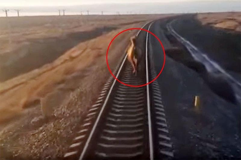 Tuya «Toshkent-Moskva» poyezdini 44 daqiqaga ushlab qolgani ma'lum bo‘ldi