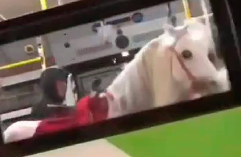Jamoat transportida olib ketilgan otlar. Chiptachi ishdan olindi, haydovchiga hayfsan berildi