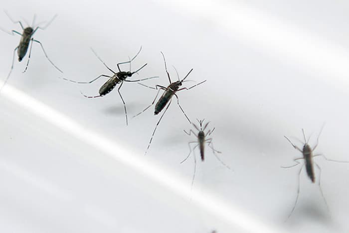 Tailandda xavfli virus tarqaldi