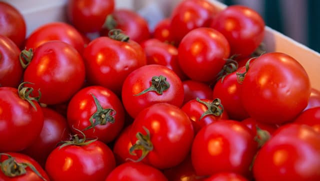 «Rosselxoznadzor» O‘zbekiston pomidori va qalampirini olib kirish uchun qo‘yilgan vaqtinchalik taqiqni qisman bekor qildi