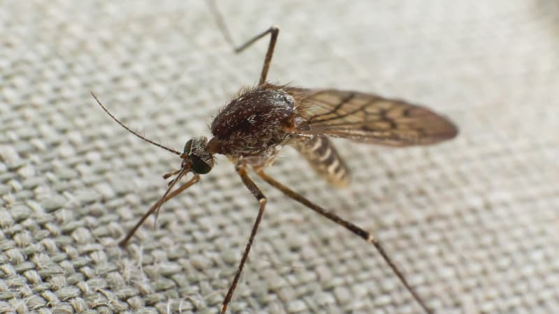 AQShda infeksiyalar tashuvchi chivinlarga qarshi yuz millionlab mutant chivinlar qo‘llashmoqchi