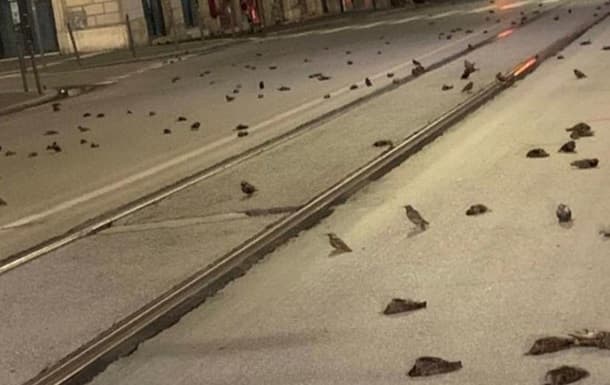 Rimda bayram mushakbozligi yuzlab qushlarning o‘limiga sabab bo‘ldi