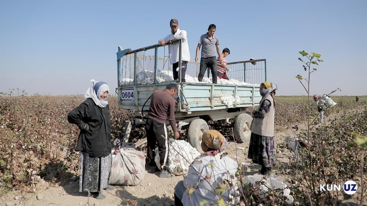 Paxta hosilini nobud qilmasdan terib olishni tashkil etish bo‘yicha tavsiyalar tasdiqlandi