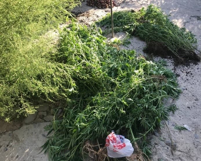 Urgutda yashash xonadonida 535 tup kannabis yetishtirib kelayotgan shaxs ushlandi