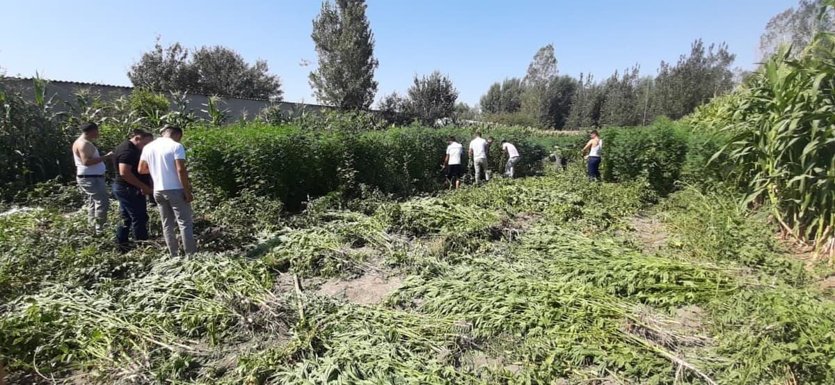 Samarqandda yashash hovlisida 2160 tup kannabis yetishtirayotgan shaxs ushlandi