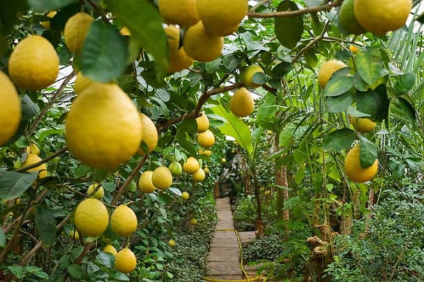 O‘zbekiston Xitoyga limon eksport qila boshlaydi