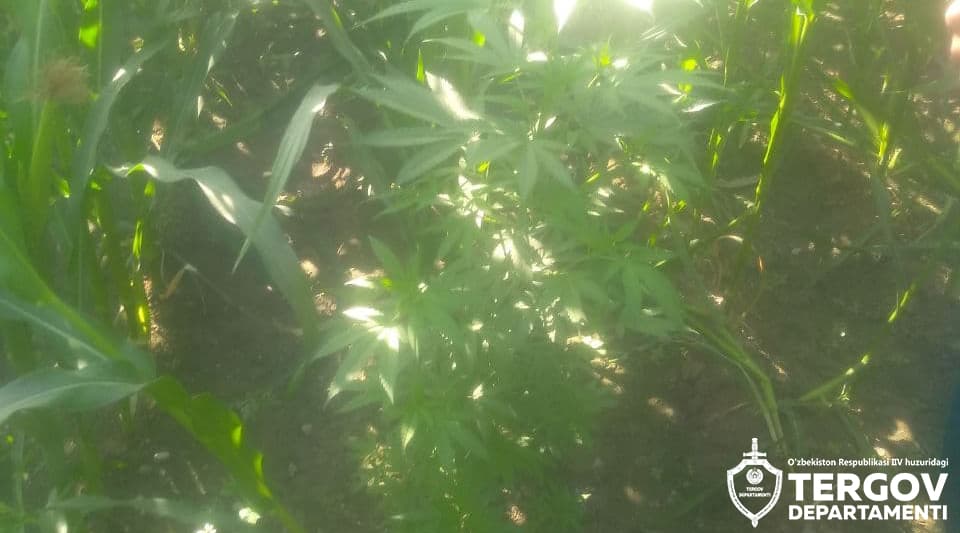 Samarqandda yashash xonadonida kannabis yetishtirayotgan shaxsga jinoiy ish qo‘zg‘atildi
