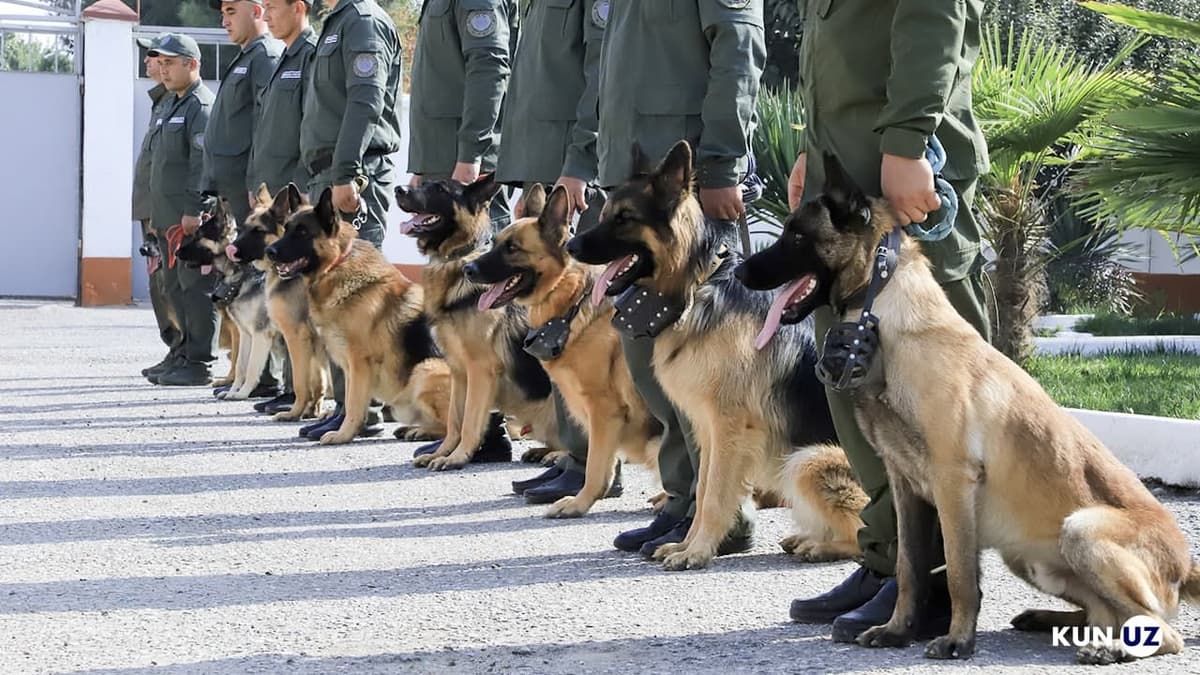 119ta jinoyatni ochgan aqlli ovcharkalar. Andijon IIB kinologiya xizmatidan reportaj