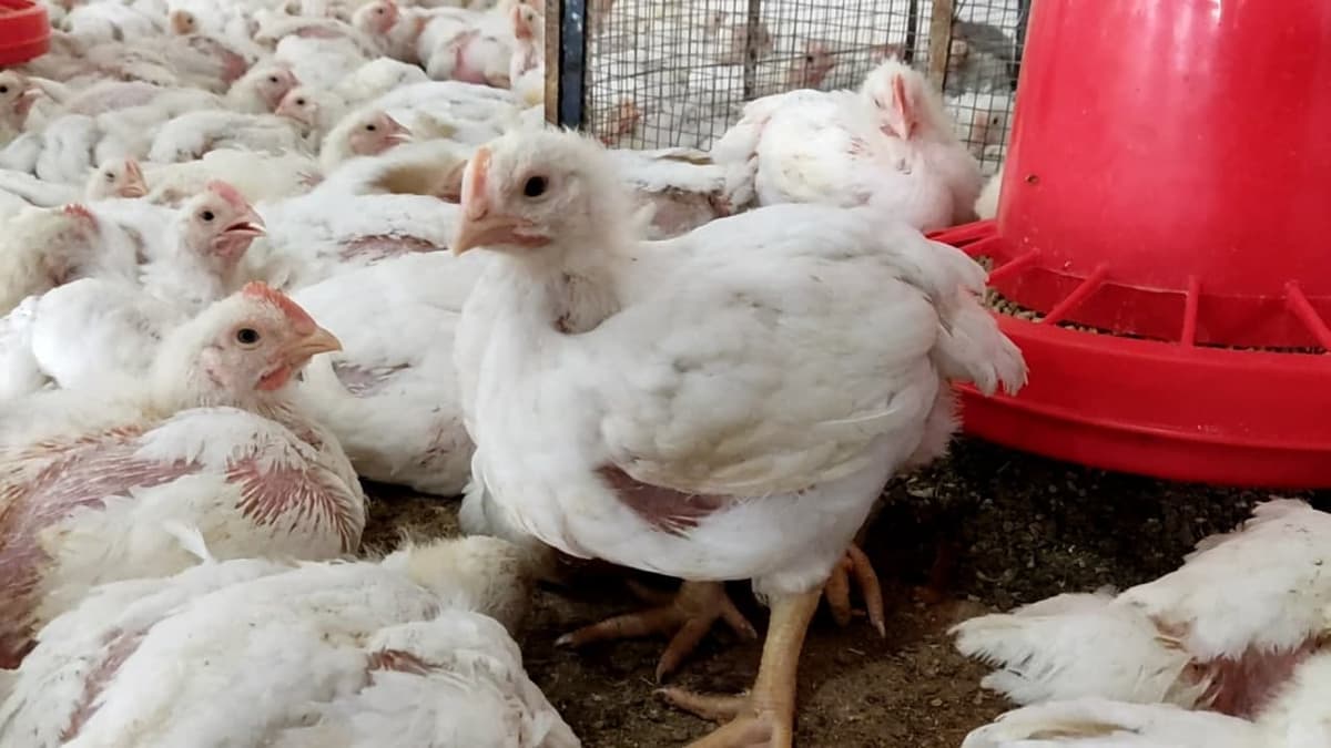 O‘zbekistonda parrandalar soni sezilarli kamaydi: sabablar va kutilmalar