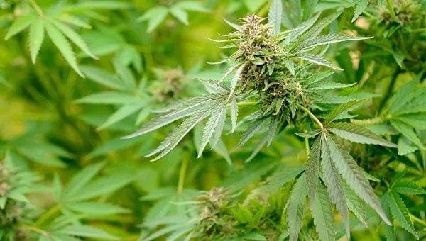 Qashqadaryoda o‘z hovlisida 21 tup kannabis o‘stirib kelayotgan shaxs ushlandi