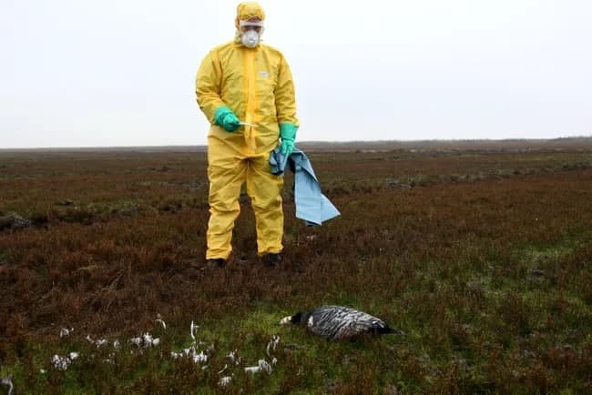 Rossiyada H5N6 parranda grippi insonga yuqishi holati qayd etildi. Bu dunyodagi ilk holat