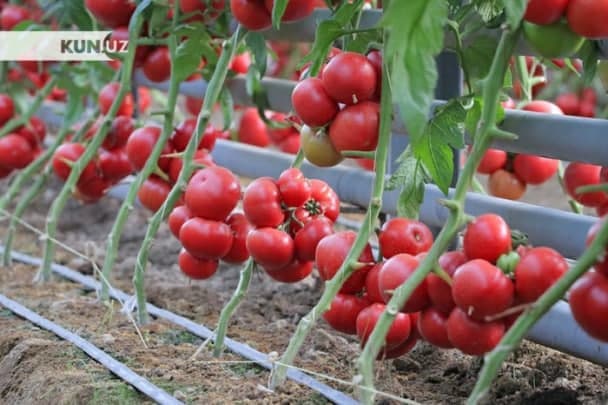 O‘zbekistonda tajribadagi pomidor navlari jazirama issiqqa bardoshliligini ko‘rsatdi
