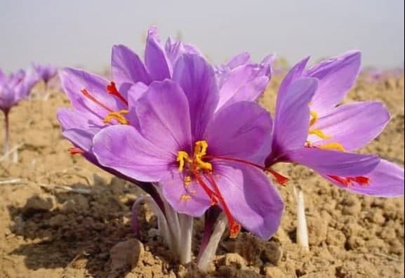 Saudiya O‘zbekistondan quruq mevalar va za’faronni import qilmoqchi