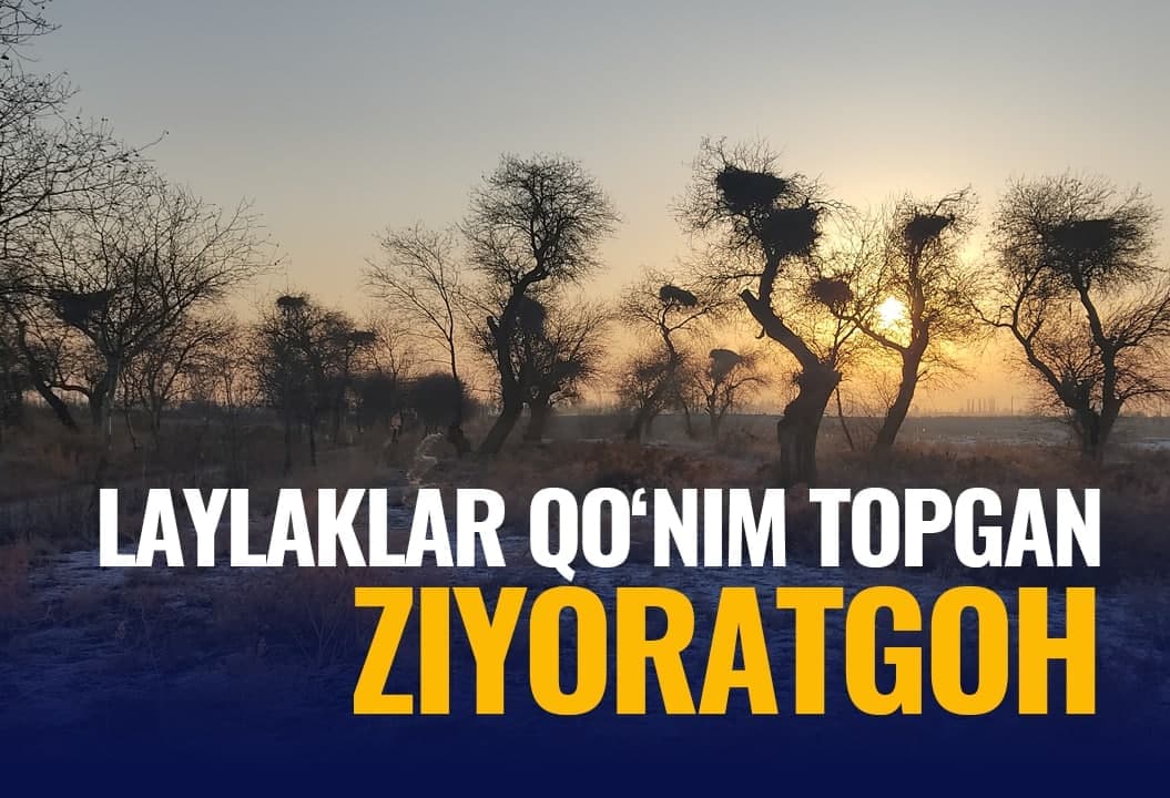 Qariyb har bir daraxtga laylak in qurgan - qushlar qo‘nim topgan maskan