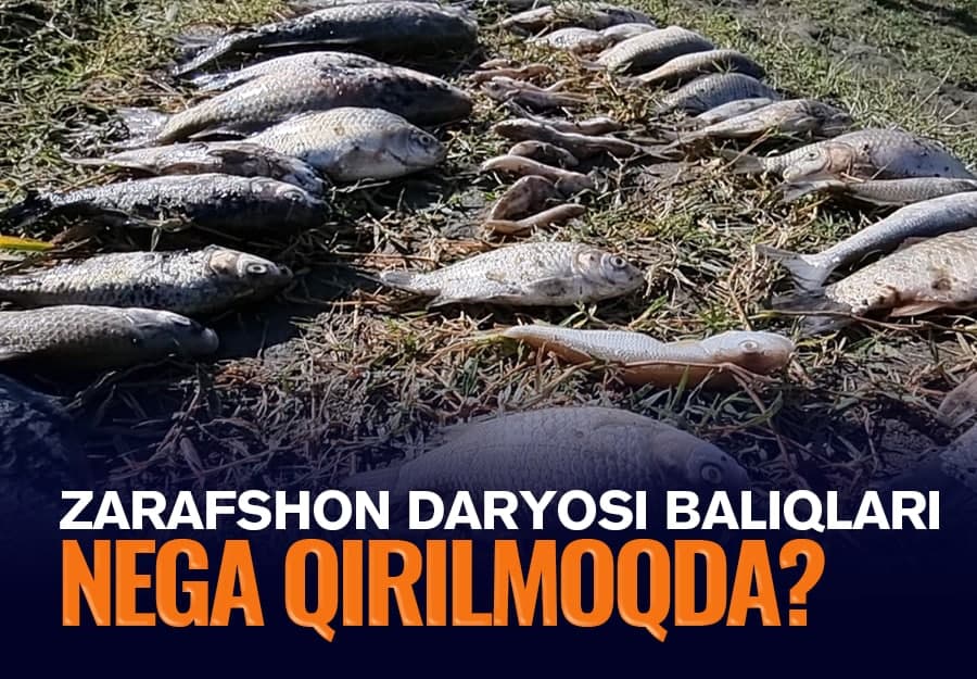 Vahshiylik takrorlandi – Zarafshon daryosida yana minglab baliqlar nobud bo‘ldi