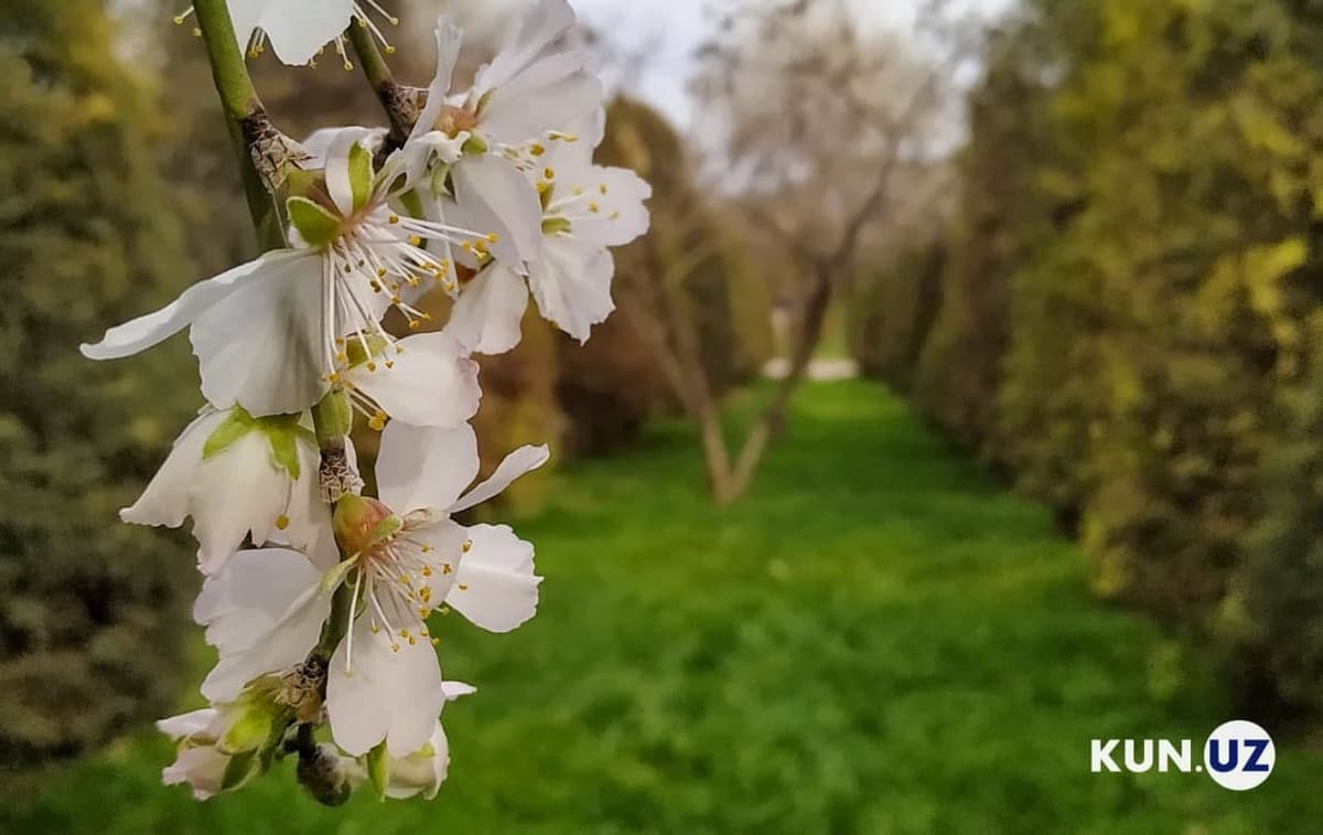 O‘zbekistonda «Yashil bog‘lar» va «Yashil jamoat parklari» tashkil etiladi