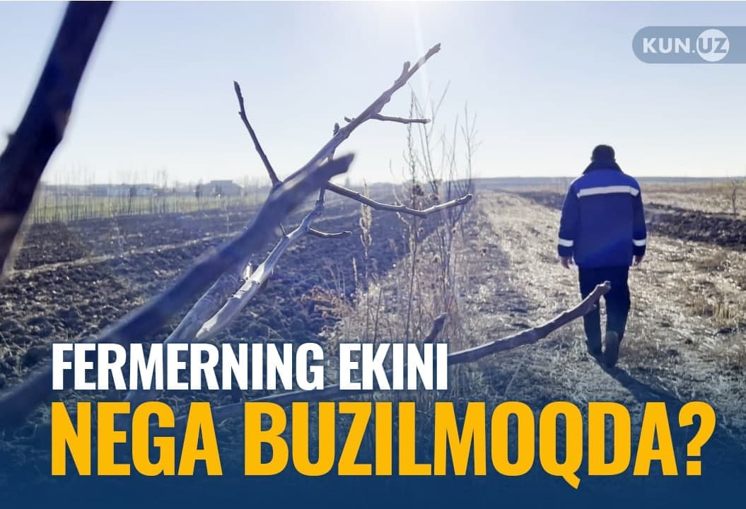 G‘allaorollik fermerning ko‘karib chiqqan arpasini buzib tashlash talab qilinmoqda: u qachon o‘z yerining egasiga aylanadi?