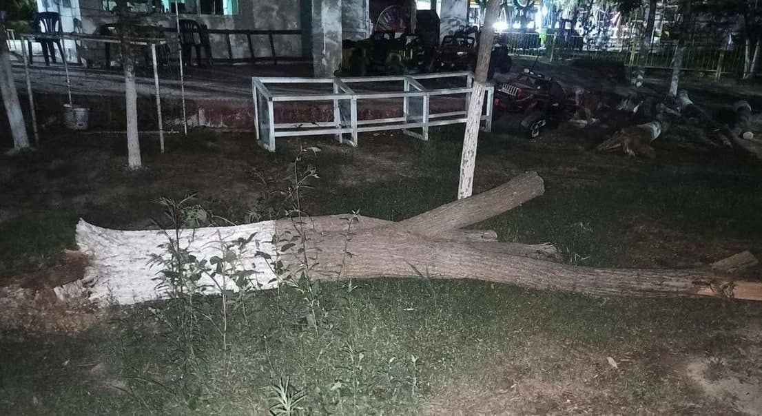 Oyoqosti bo‘layotgan moratoriy: Gulistondagi istirohat bog‘ida 16 tup daraxt kesib tashlandi, 5 tup daraxtga jiddiy zarar yetkazildi