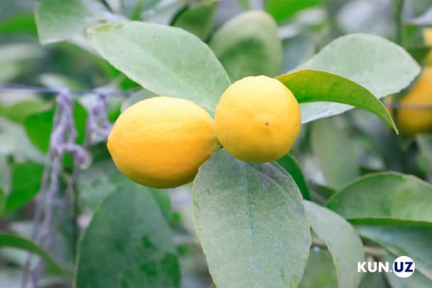 O‘zbekistonda limon narxi yil boshidan buyon 30 foizga qimmatlashdi