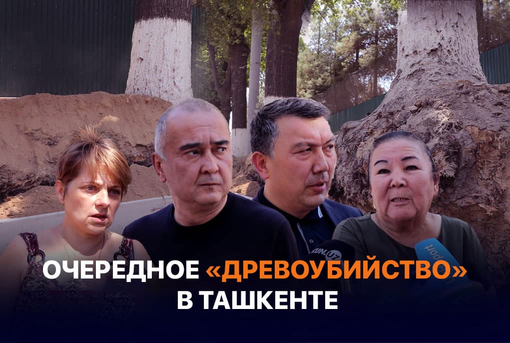 Проект дороги не затронул деревья, а только их корни. Репортаж из Чиланзарского района столицы