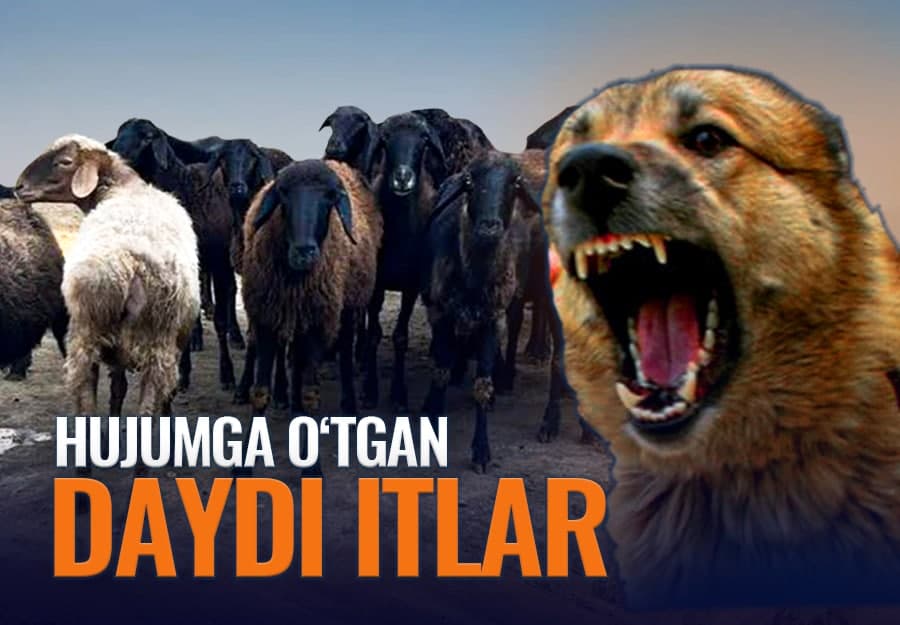 «Tushov» uzildimi? Toshloqda chorvalar daydi itlar hujumidan nobud bo‘lmoqda