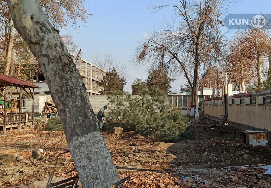 Asakada 10 ga yaqin daraxt kesilishi ortidan tabiatga 18 million 360 ming so‘m zarar yetkazilgan