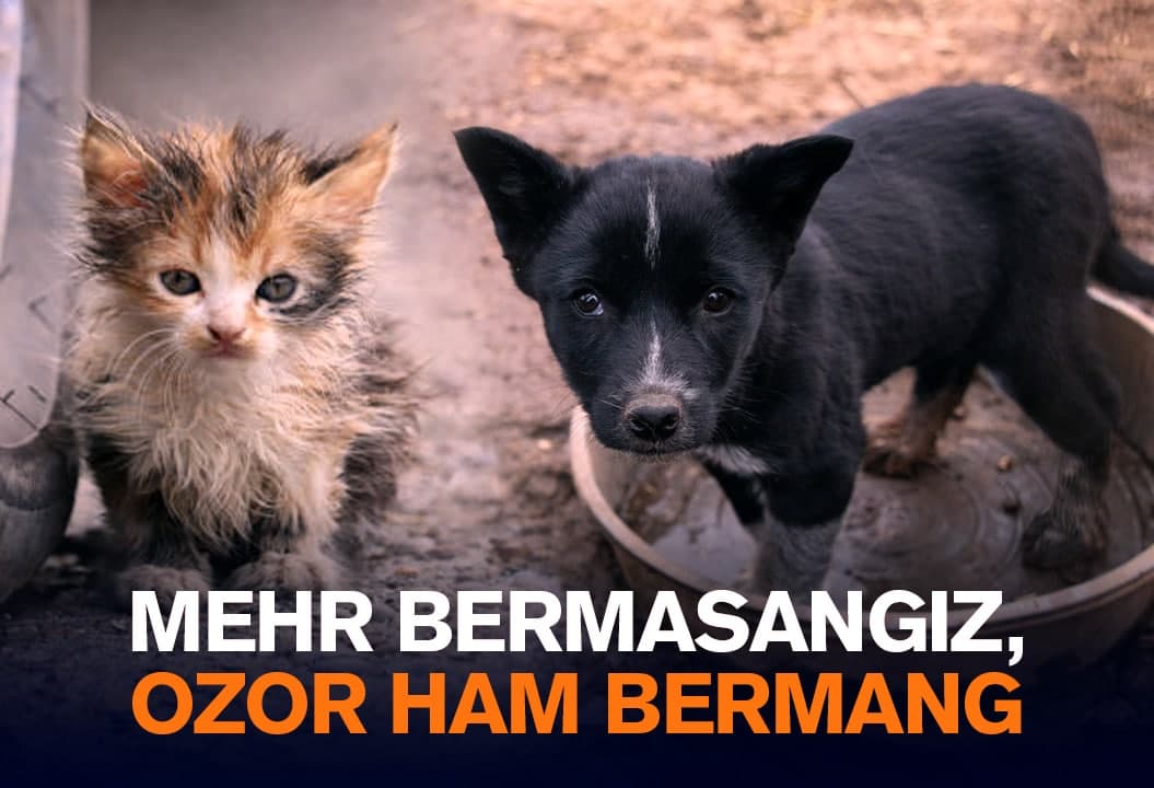 «Maktablarda mehr-oqibat darslari o‘tilishi kerak» – jonivorlarga qo‘llanayotgan vahshiyliklar haqida