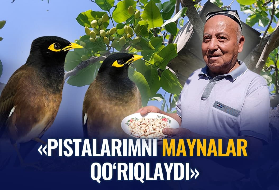Pistalarni maynaga qo‘riqlatayotgan farg‘onalik bog‘bon