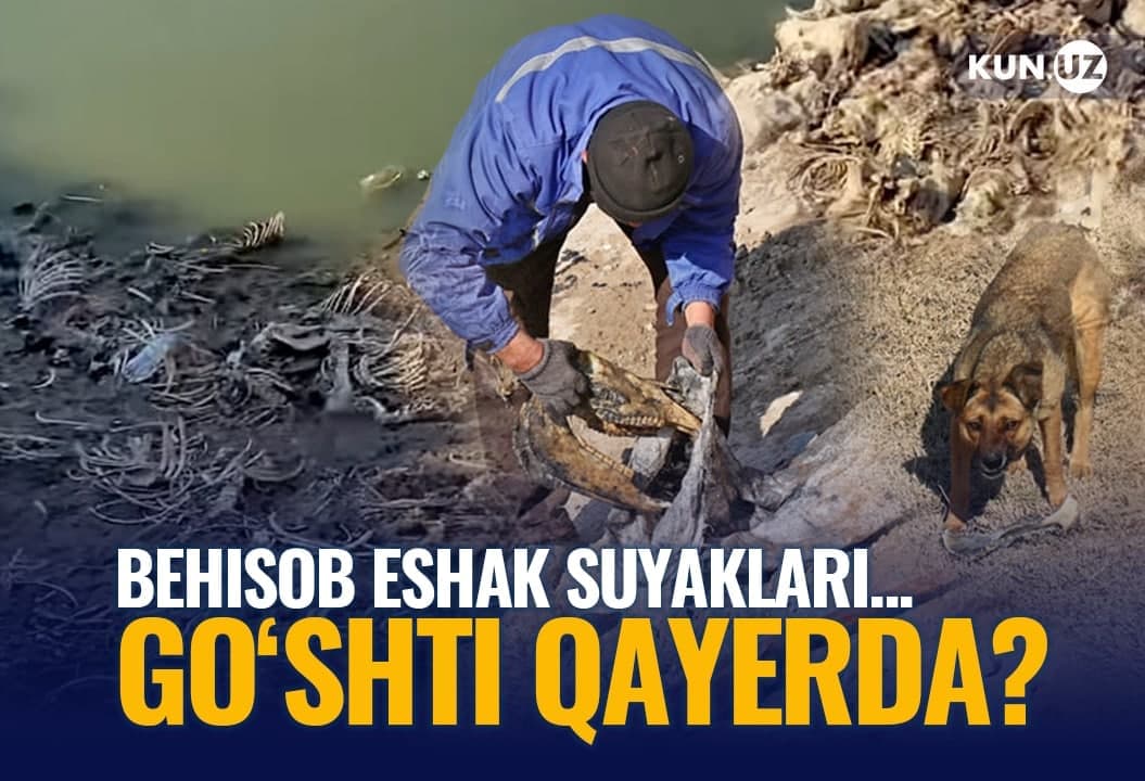 Qarshi tumanidagi ariq «eshaklar qabristoni»ga aylangani ma’lum bo‘ldi