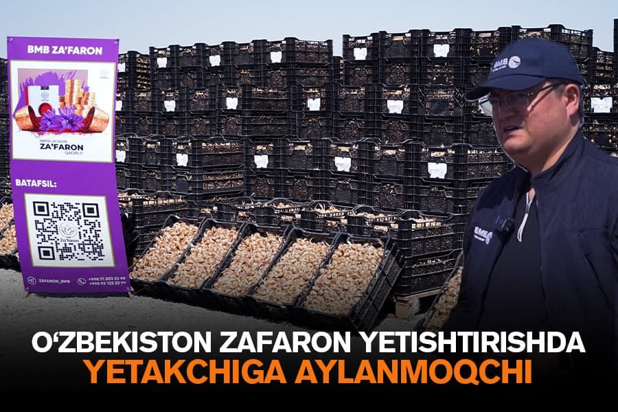 O‘zbekiston za’faron yetishtirishda dunyo yetakchisiga aylanmoqchi
