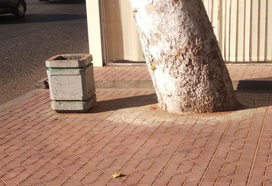 Toshkent shahar hokimligi atrofi betonlangan daraxtlar haqida xabar berishni so‘radi
