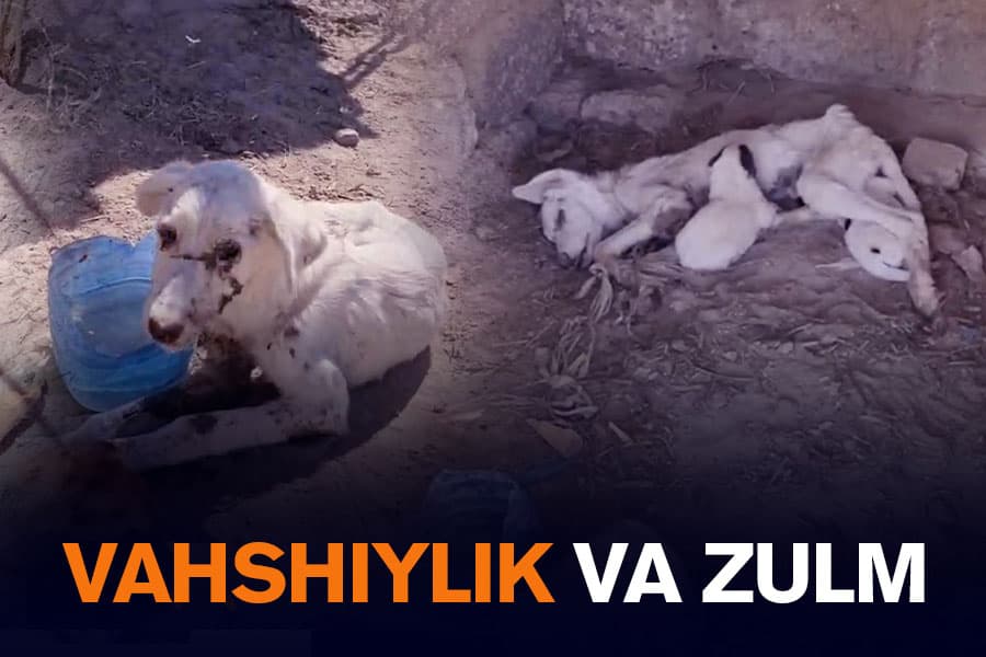 Itlarga shafqatsizlarcha munosabat: Olotda jonivorlar och qoldirish yo‘li bilan yo‘q qilinmoqda