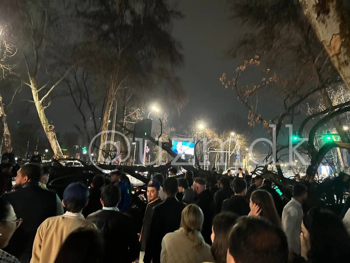 Sobiq «Tata» mehmonxonasi yaqinida mashinalar ustiga yirik daraxt quladi
