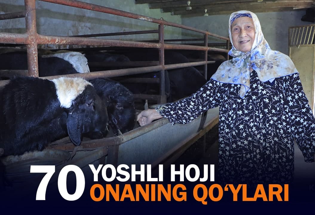 “Oilaviy daromadimiz shu qo‘ylardan” - Hoji onaning baraka keltirayotgan orasta qo‘chqorlari