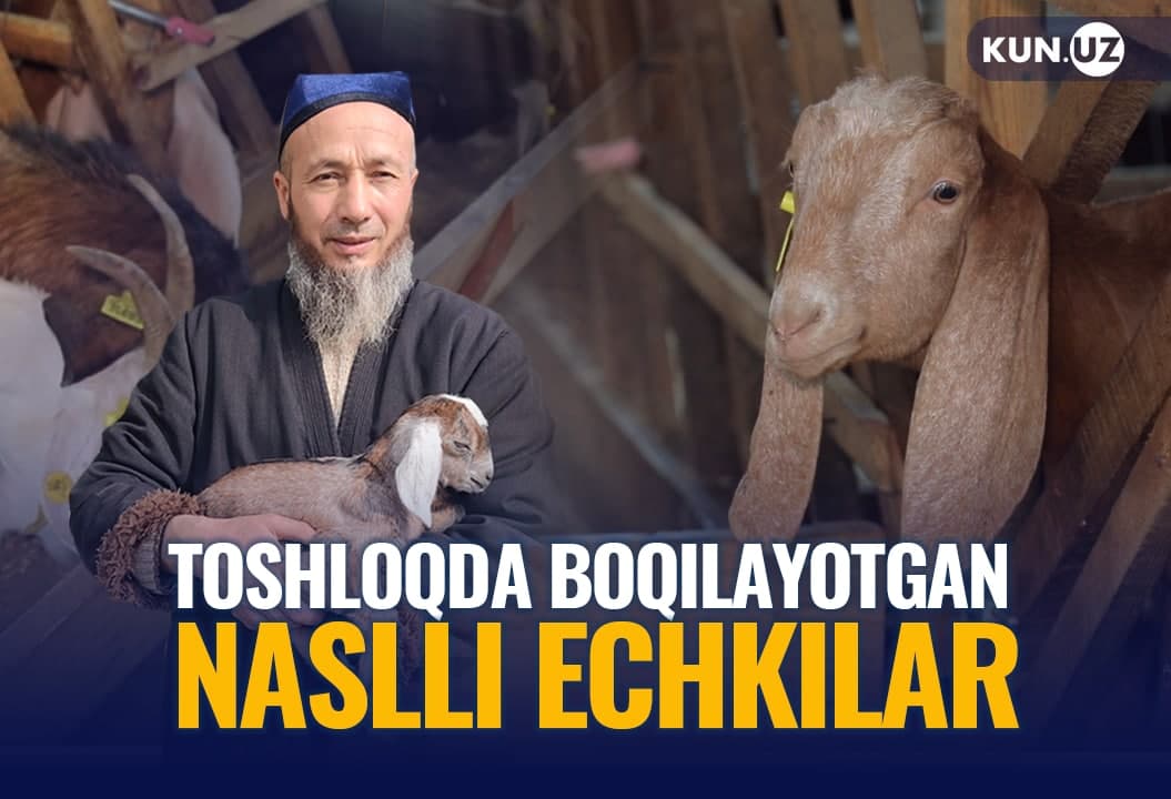 Toshloqdagi xonadonda boqilayotgan, xorijdan keltirilgan uzunquloq naslli echkilar