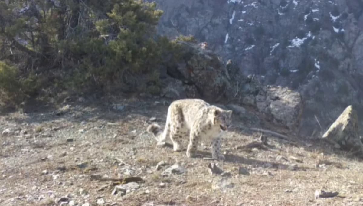 «Hisor» qo‘riqxonasida noyob qor qoploni fotoqopqonga tushdi