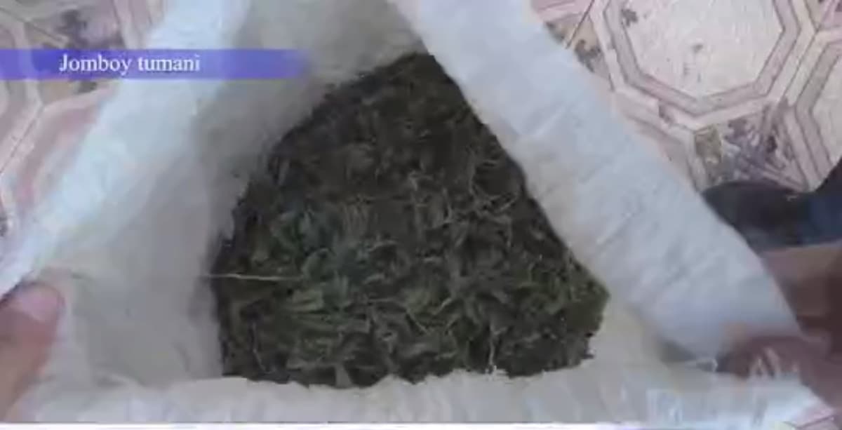 Samarqandda 20 kilogramm marixuana giyohvandlik moddasini saqlab kelayotgan shaxs ushlandi